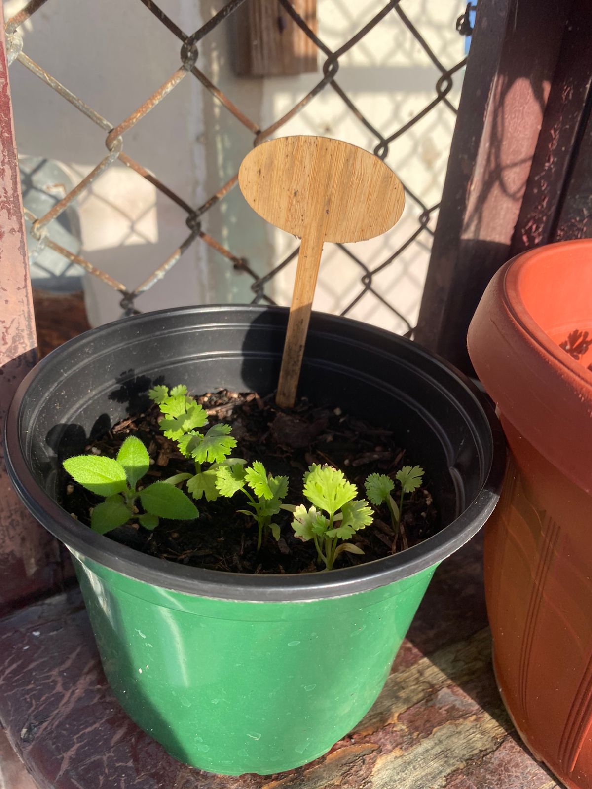 Cilantro