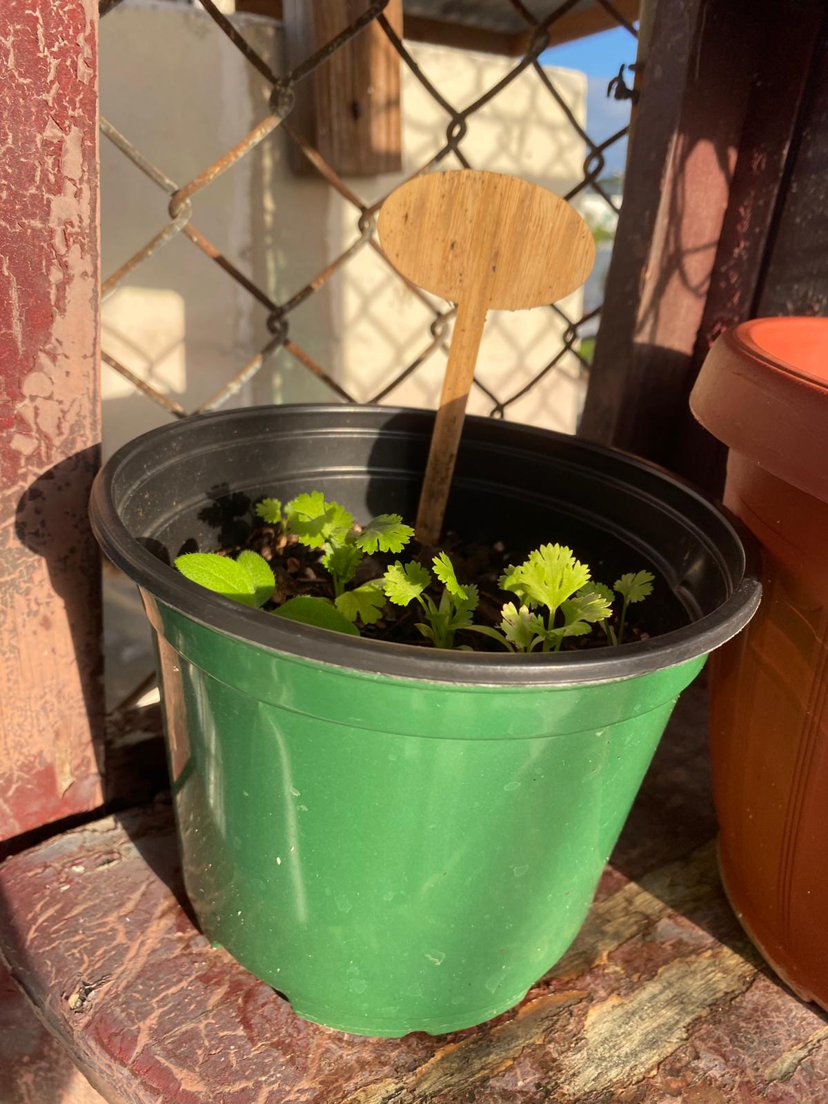 Planta de cilantro