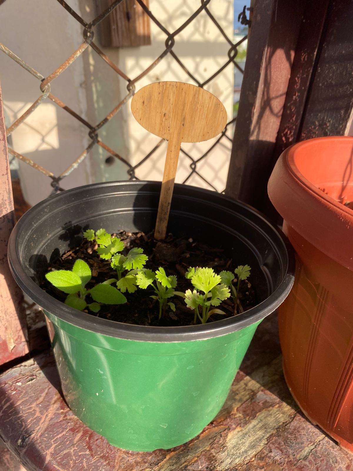 Cilantro en maceta