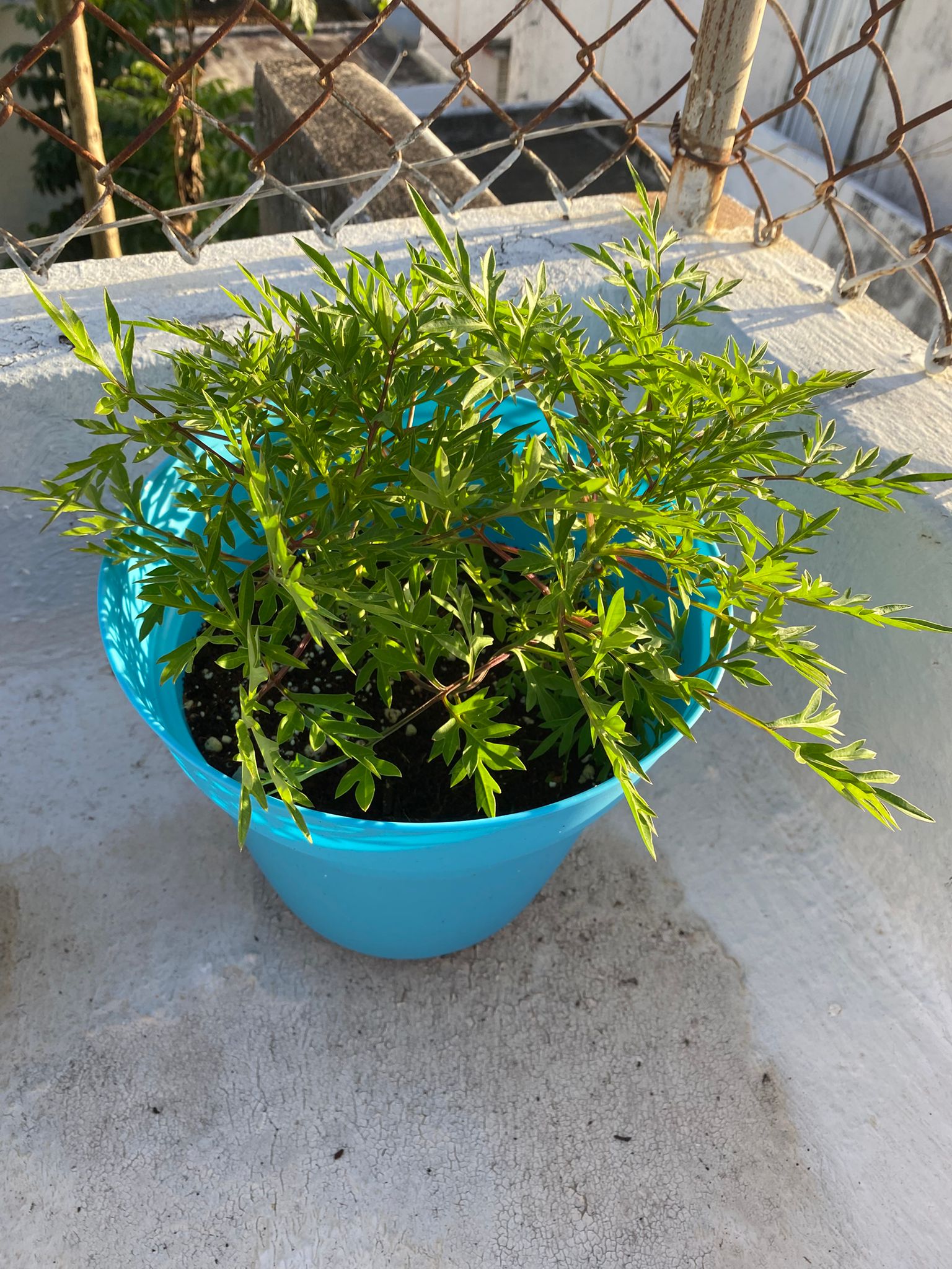 Cosmos Rosita