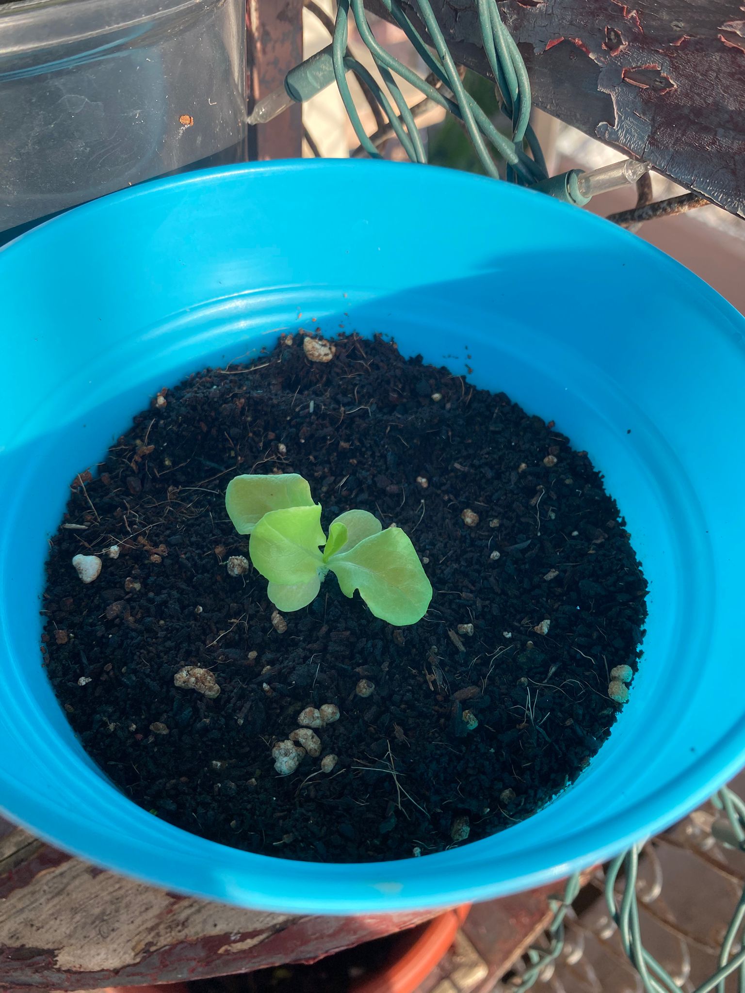 Lechuga del País