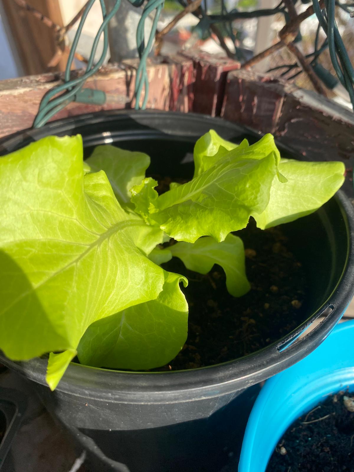 Lechuga en maceta negra