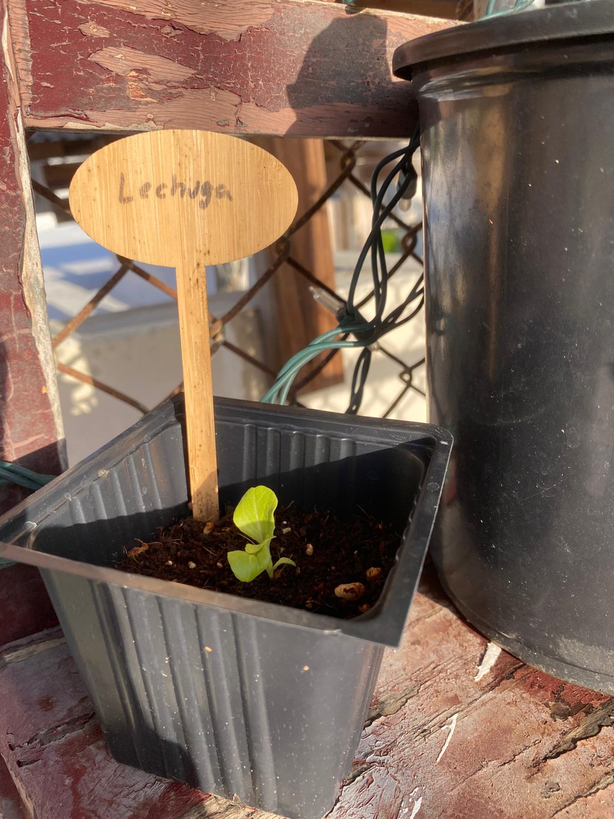 Lechuga pequeña