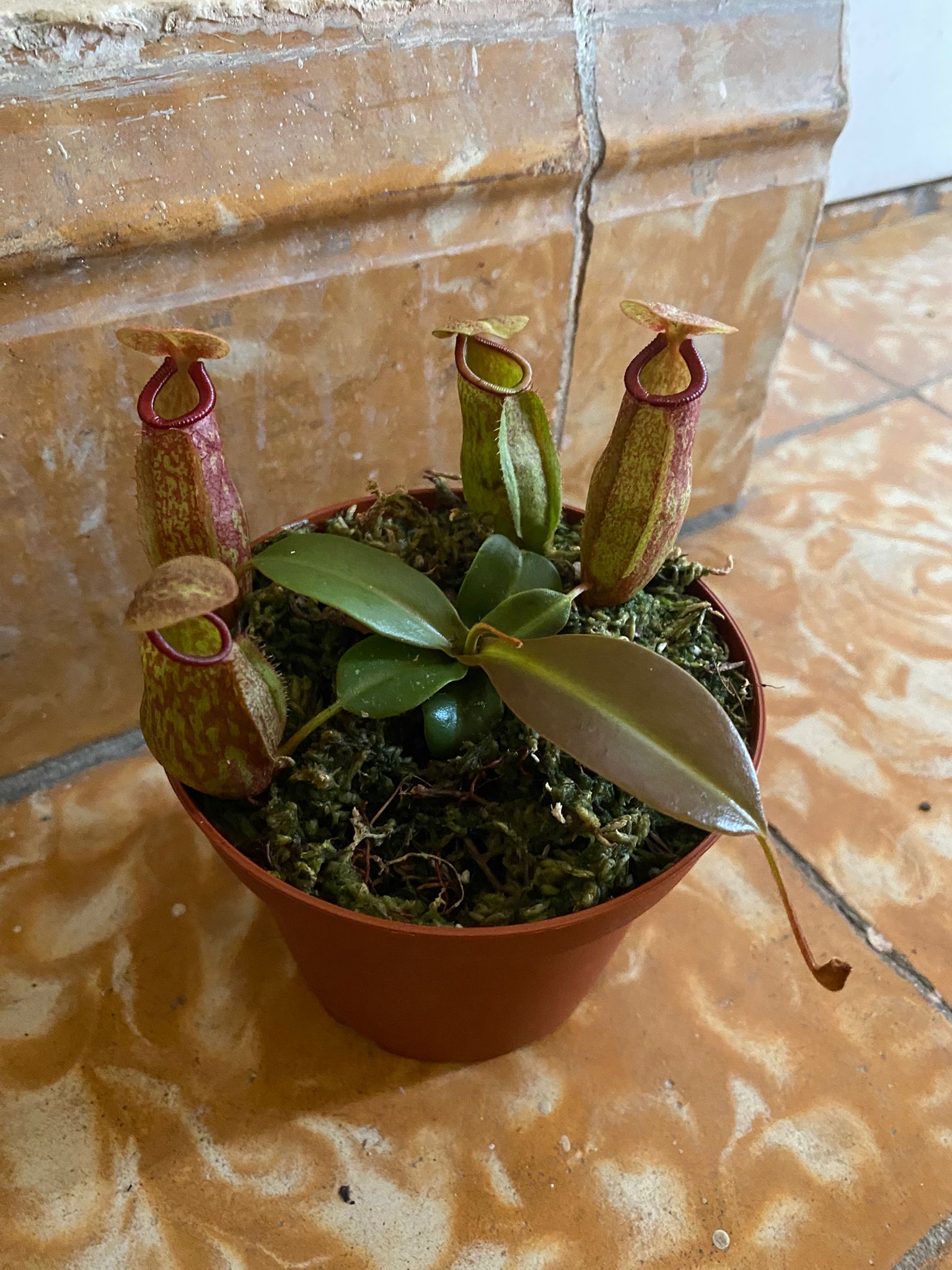 Detalle de jarrita