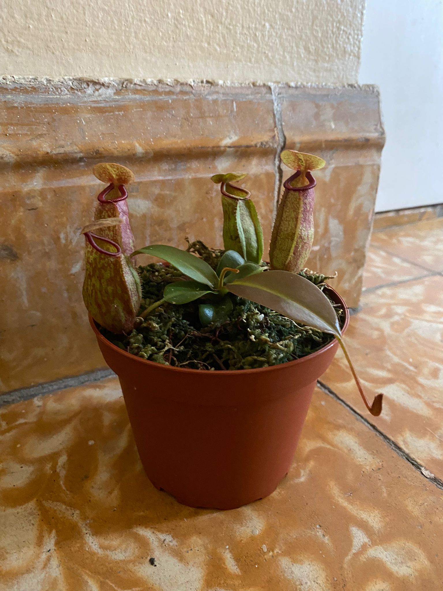 Planta completa