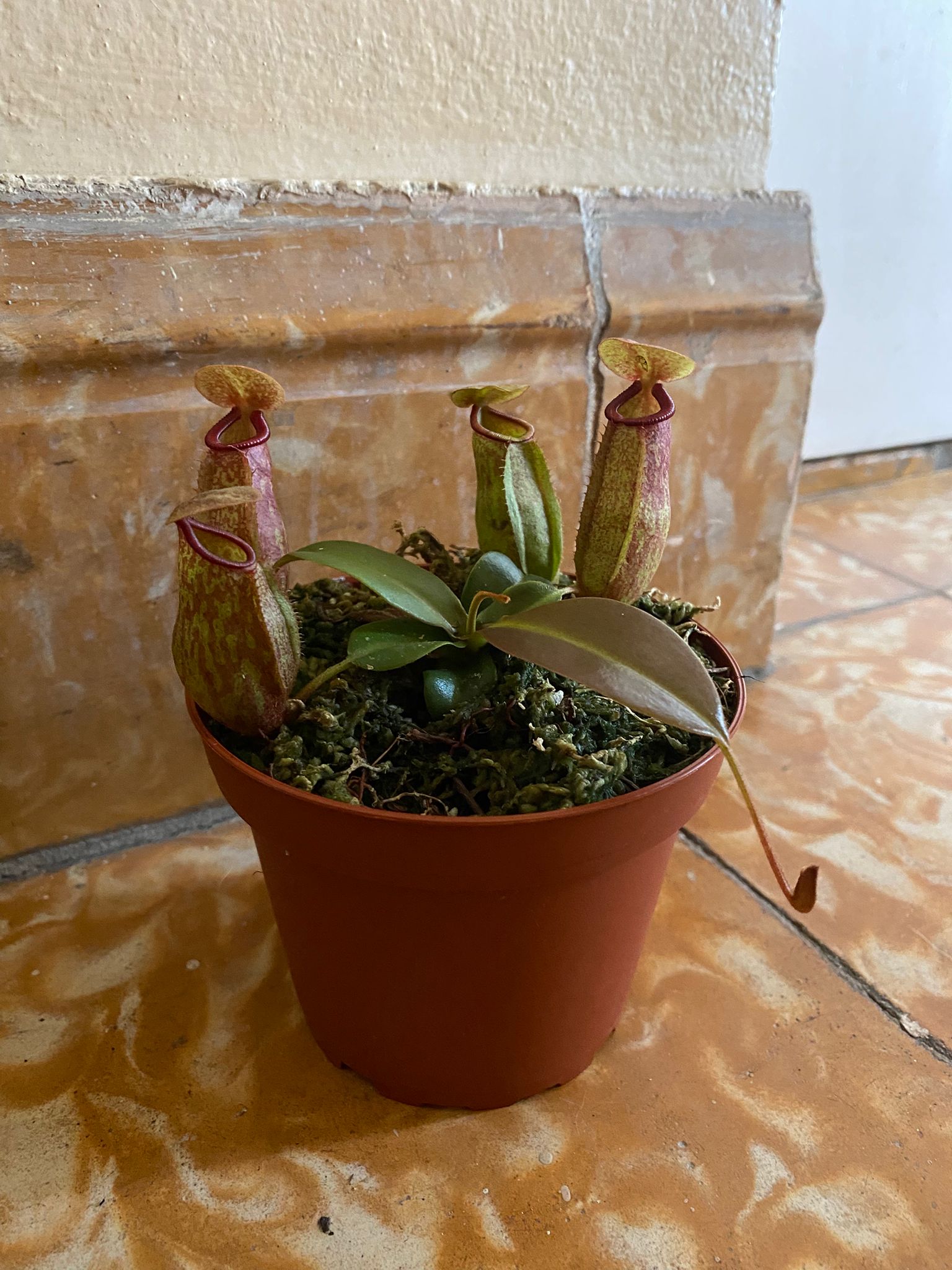 Nepenthes colgante