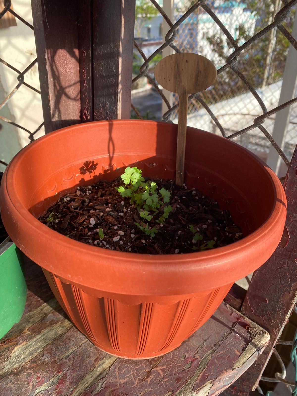 Planta de perejil