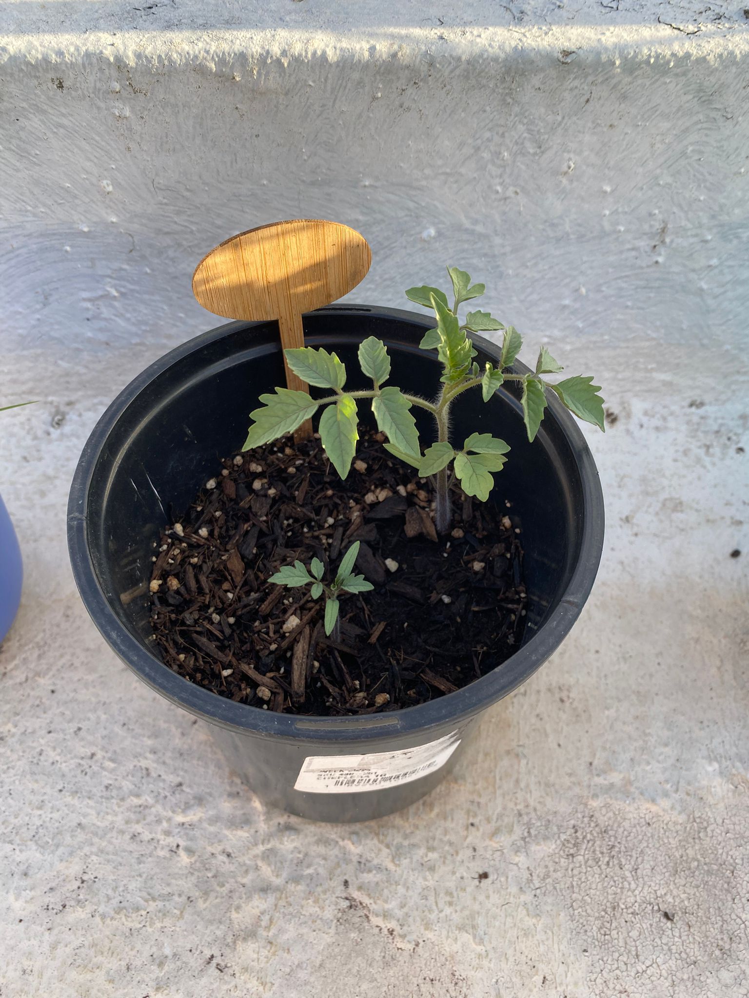 Tomate Cherry