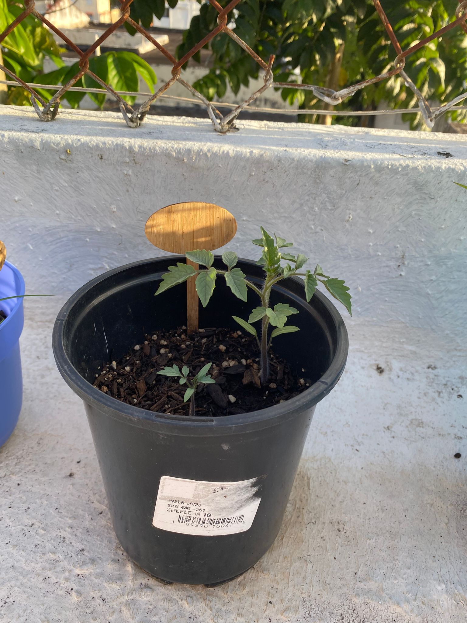 Planta de tomate cherry